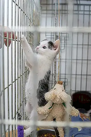 3. ¿Cuál es la diferencia entre un albergue de animales y una protectora de animales?