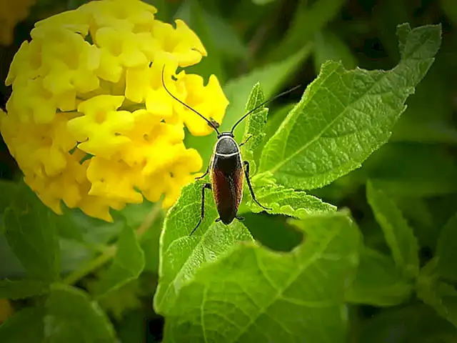 9. ¿Es seguro utilizar insecticidas para eliminar chinches?