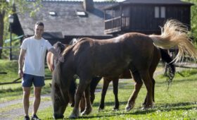 albergues con comida para caballos en el camino de santiago donde encontrarlos