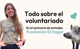 albergues de animales alojamiento para voluntarios a larga distancia