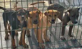 animales no adoptados en albergues y refugios que pasa con ellos