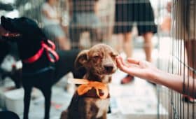 beneficios de ser voluntario en un albergue de animales