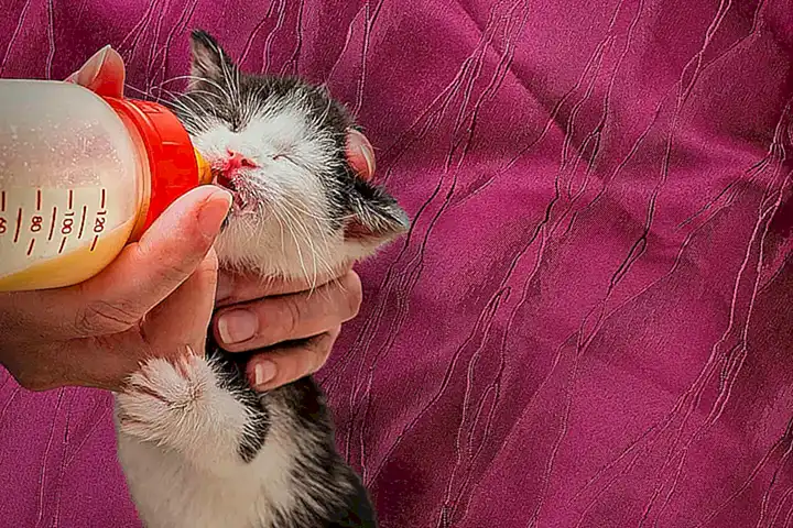 Cómo cuidar y socializar a los animales en un albergue