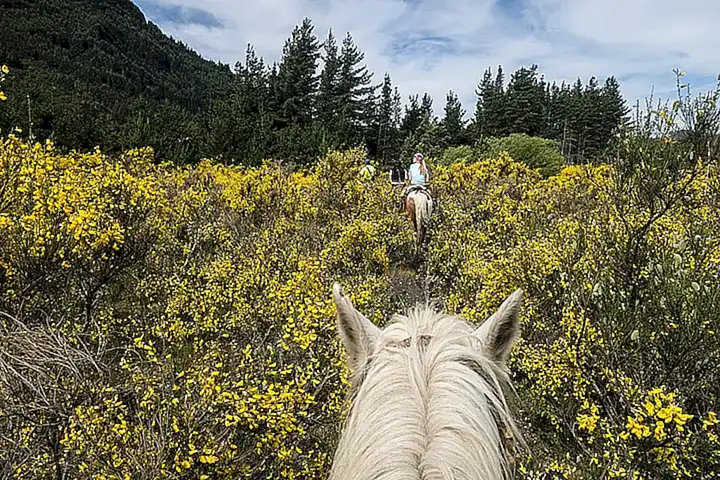 Credencial para peregrinos a caballo