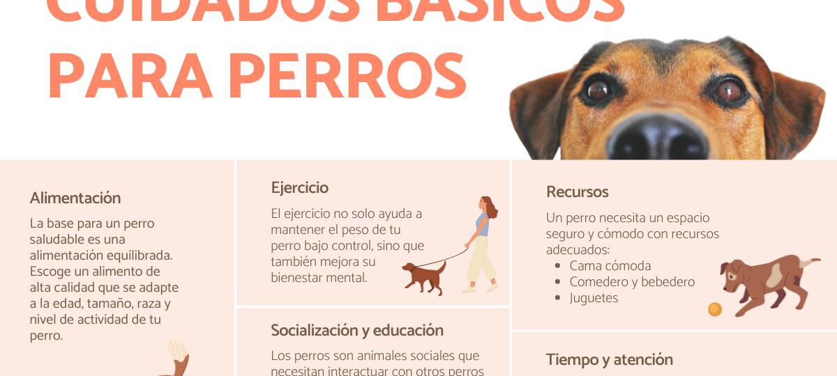 cuidados basicos para animales lo que necesitas saber