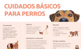 cuidados basicos para animales lo que necesitas saber