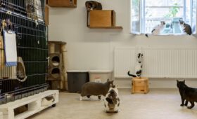 cuidados y servicios veterinarios en albergues para animales