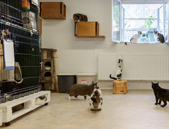 cuidados y servicios veterinarios en albergues para animales