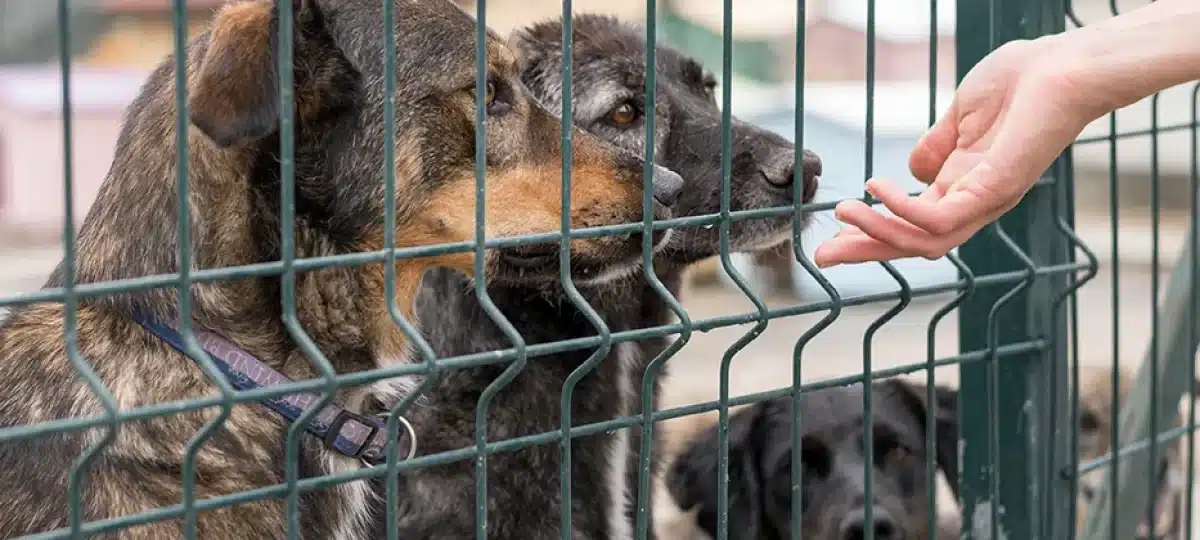 diferencias y eleccion de albergue y protectora de animales