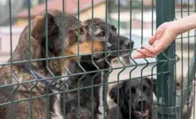 diferencias y eleccion de albergue y protectora de animales