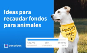 donacion a un albergue de animales pasos y recomendaciones