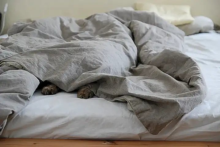 Encuentra albergues con camas cómodas y ropa de cama de calidad