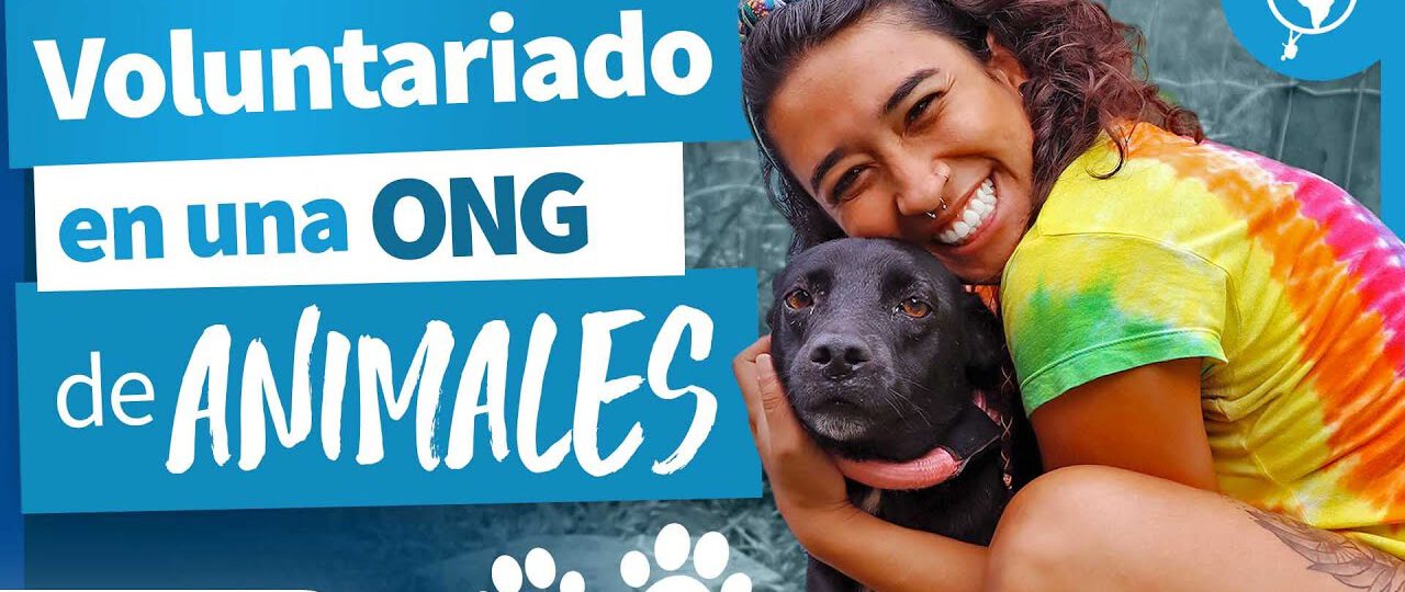 guia de seguridad en albergues de animales protege a los voluntarios