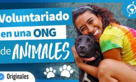 guia de seguridad en albergues de animales protege a los voluntarios