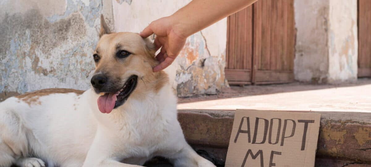 guia para adoptar mascotas mejores albergues y tu companero perfecto