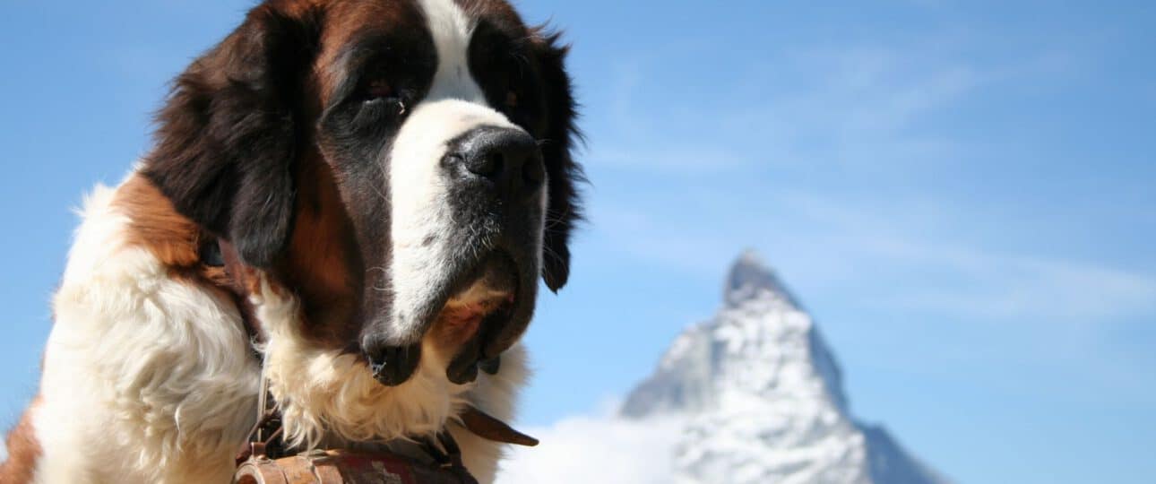 la historia y legado de los albergues mas antiguos para animales