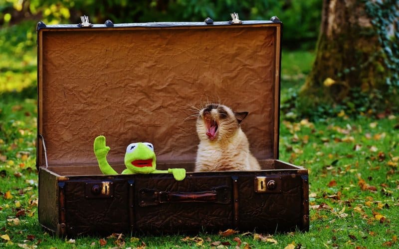 los mejores albergues para mascotas alrededor del mundo