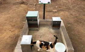 requisitos y consejos para abrir y administrar un albergue de animales