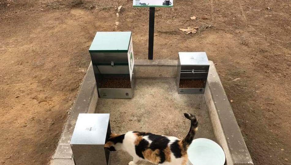 requisitos y consejos para abrir y administrar un albergue de animales