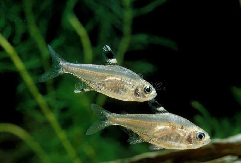 stella tetra